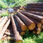 木曽ヒノキの材木見学ツアー写真1