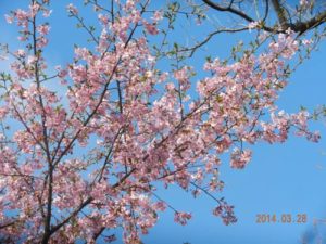 群馬の春の花1