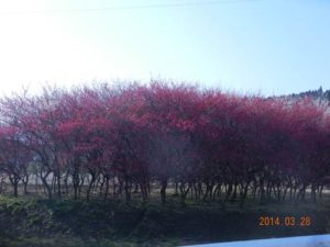 群馬の春の花5