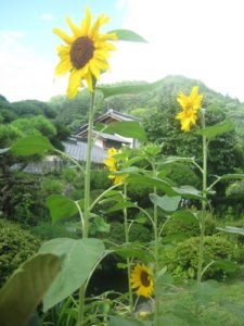 ヒマワリの花1
