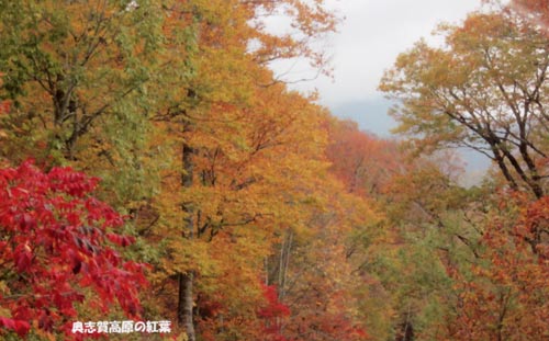 奥志賀の紅葉　写真3