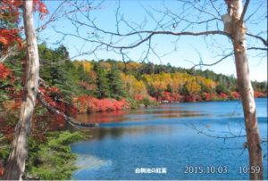白駒の紅葉
