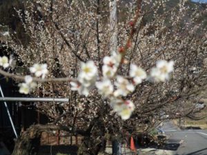 泰阜の花と柚餅子写真1