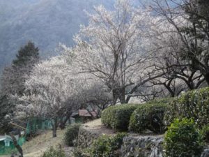 泰阜の花と柚餅子写真3