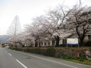 桜 (11)