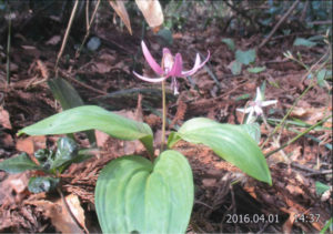 上越のカタクリの花