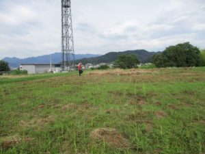 自然農法の米作り　田植え写真1