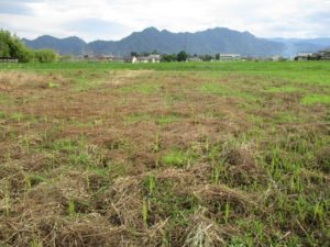 自然農法の米作り　田植え写真2