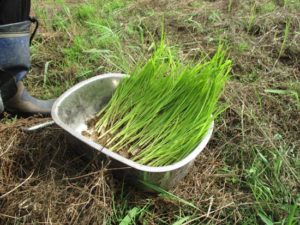 自然農法の米作り　田植え写真3