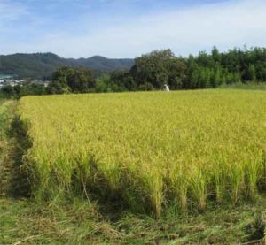 自然農法のお米　豊作1