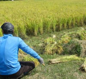 自然農法のお米　豊作2