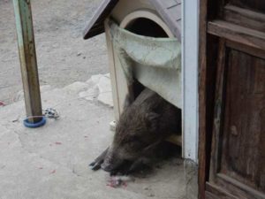 となりのお家乗っ取り事件？写真3