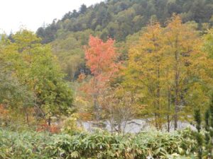 野麦峠の紅葉