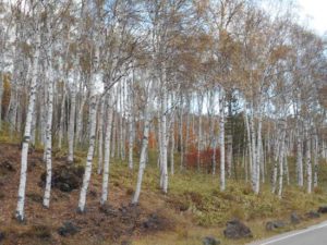 日本一の白樺林の紅葉　写真2