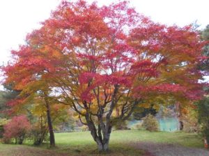 日本一の白樺林の紅葉　写真5