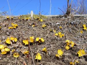 福寿草の花の写真2