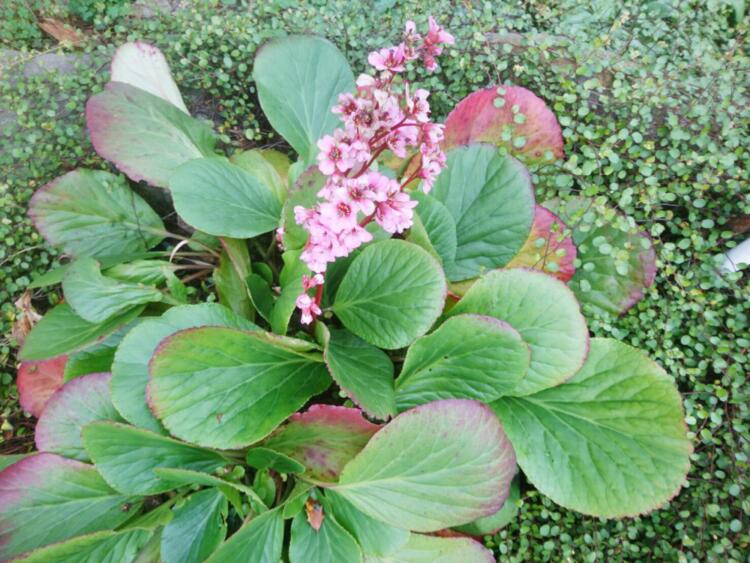 ヒマラヤユキノシタの花
