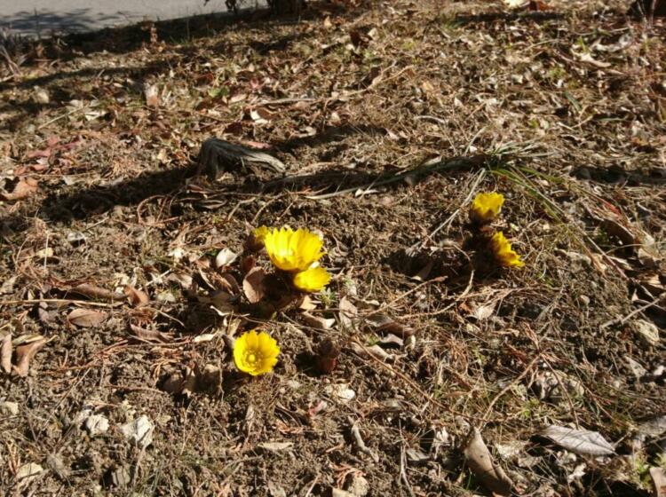 福寿草の花